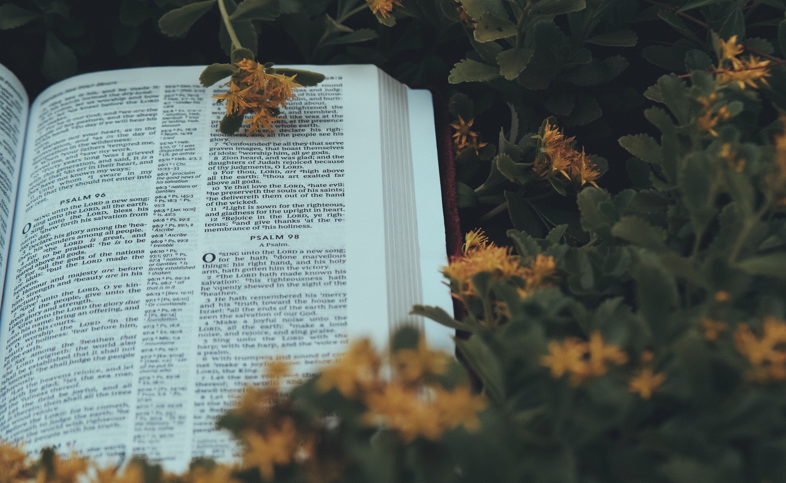 An open bible is near a bed of flowers.