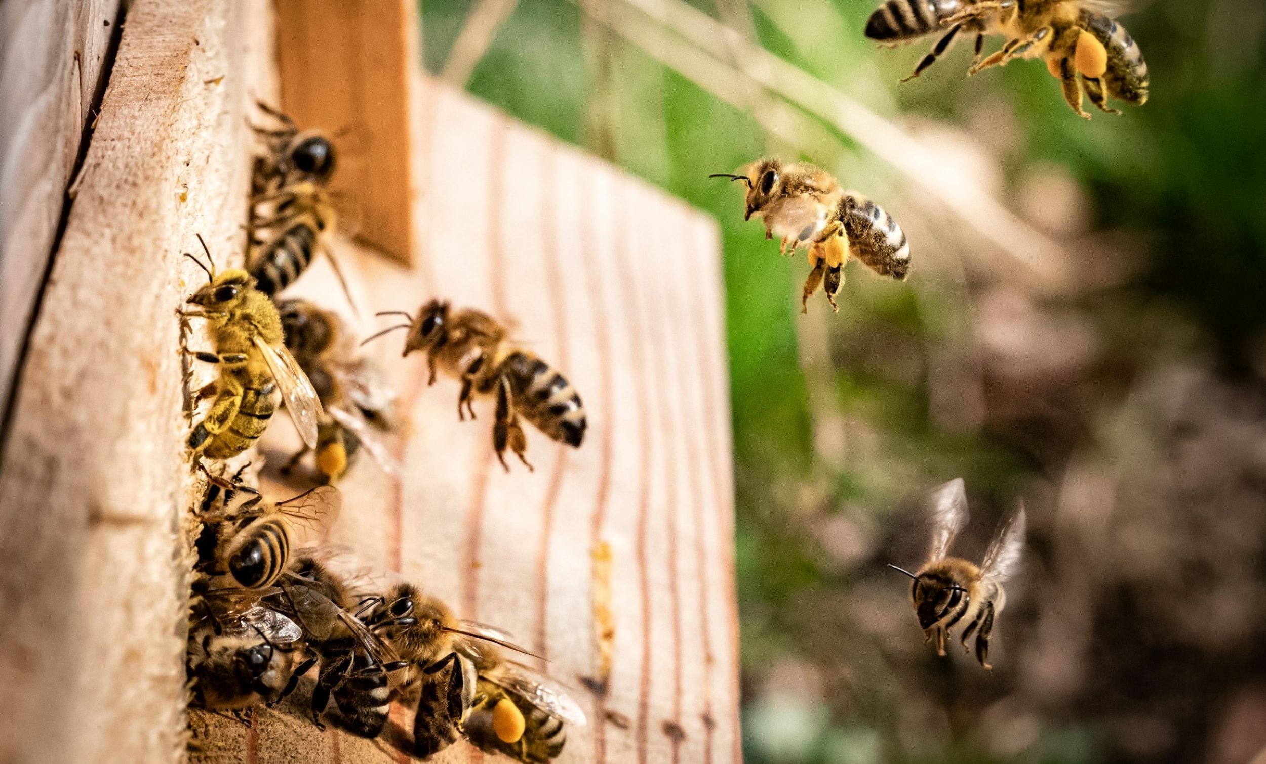A cluster of bees hold onto a piece of wood.