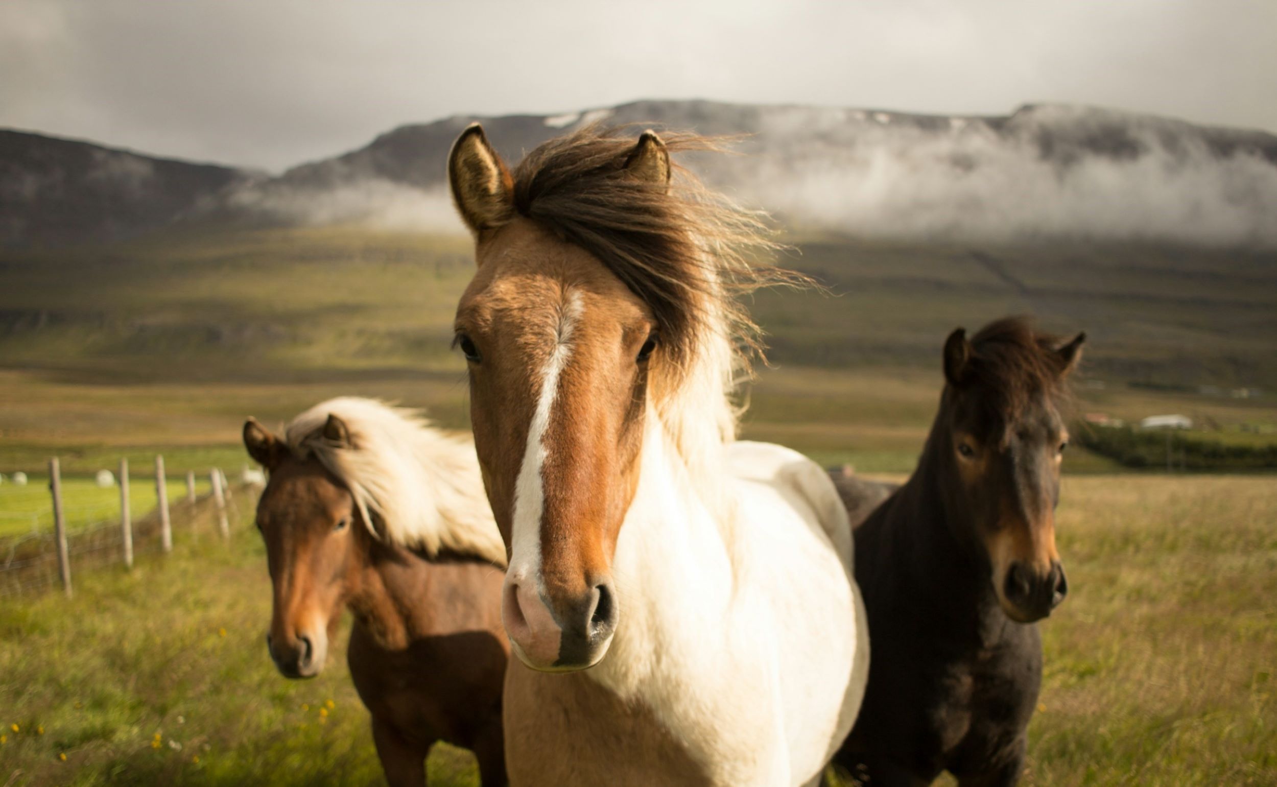 Three horses stand in front of a smokey mountain.