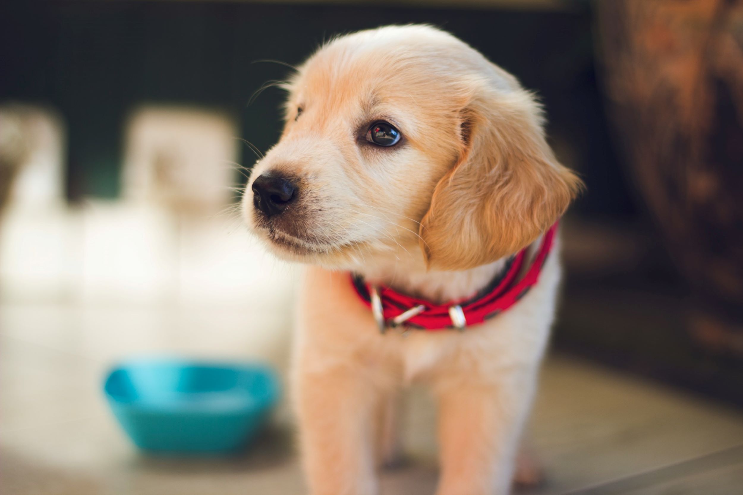 A brown puppy stares in the distance.
