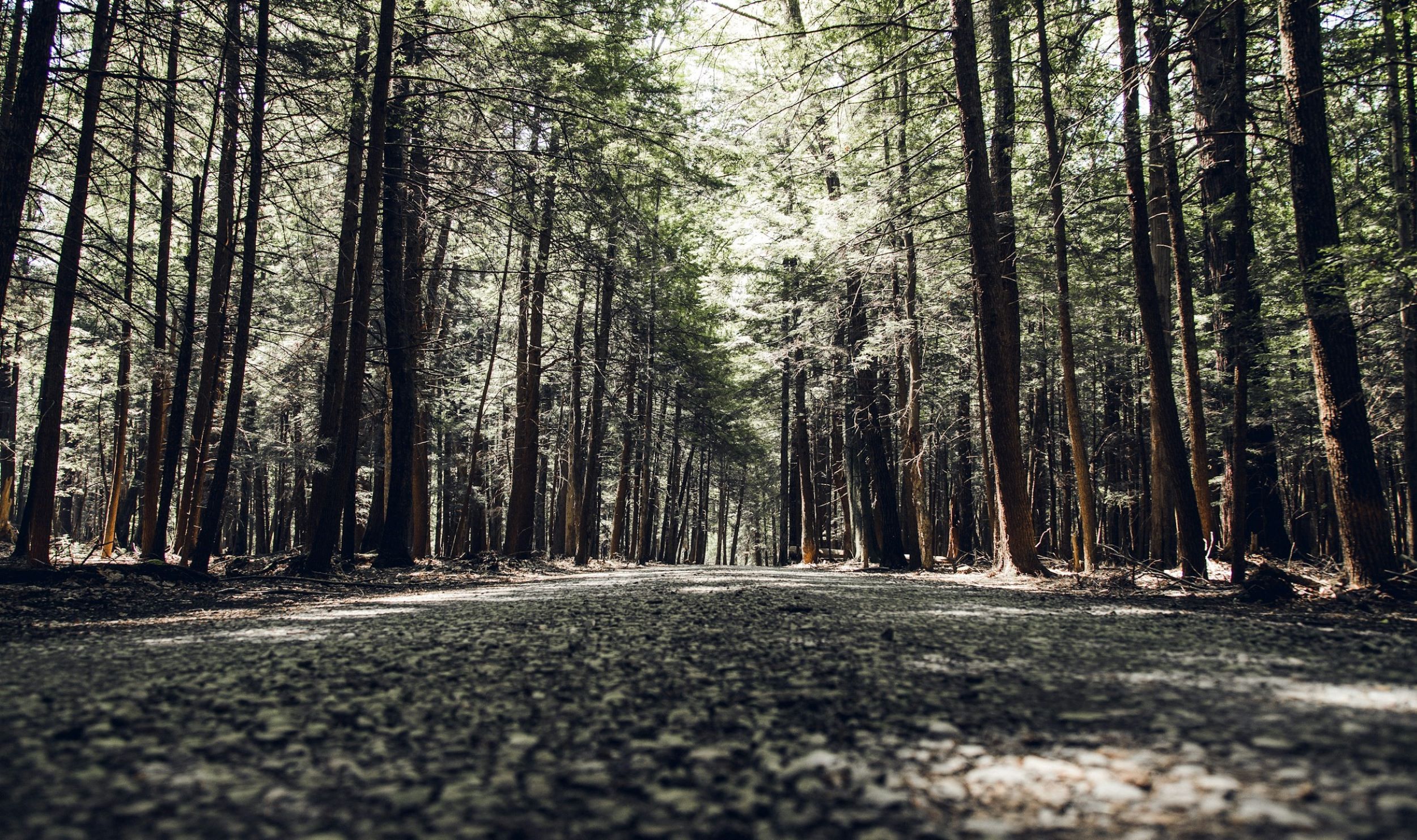 A canopy of trees lines the sides of a dirt road.