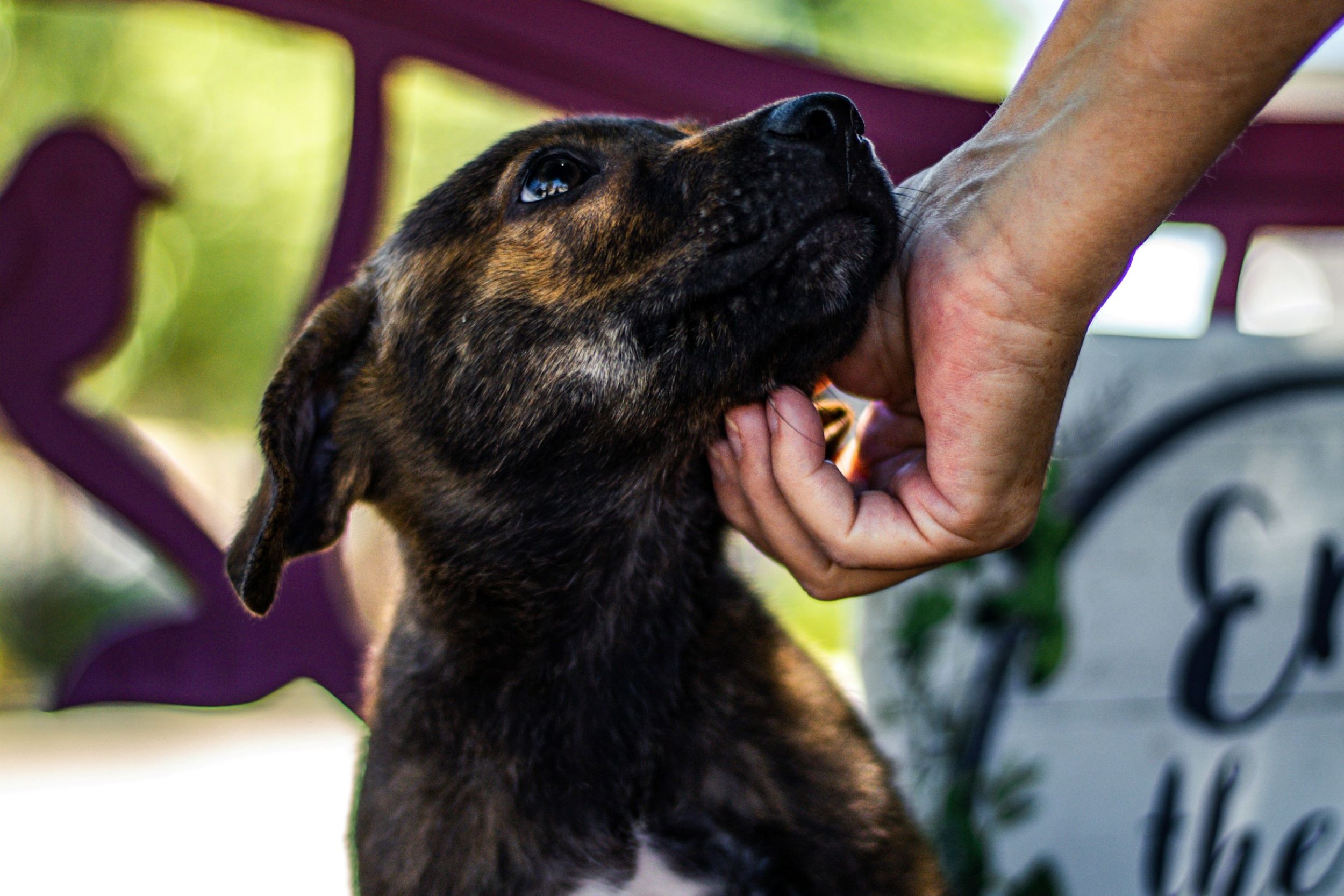 A hand pets a brown and black dog.