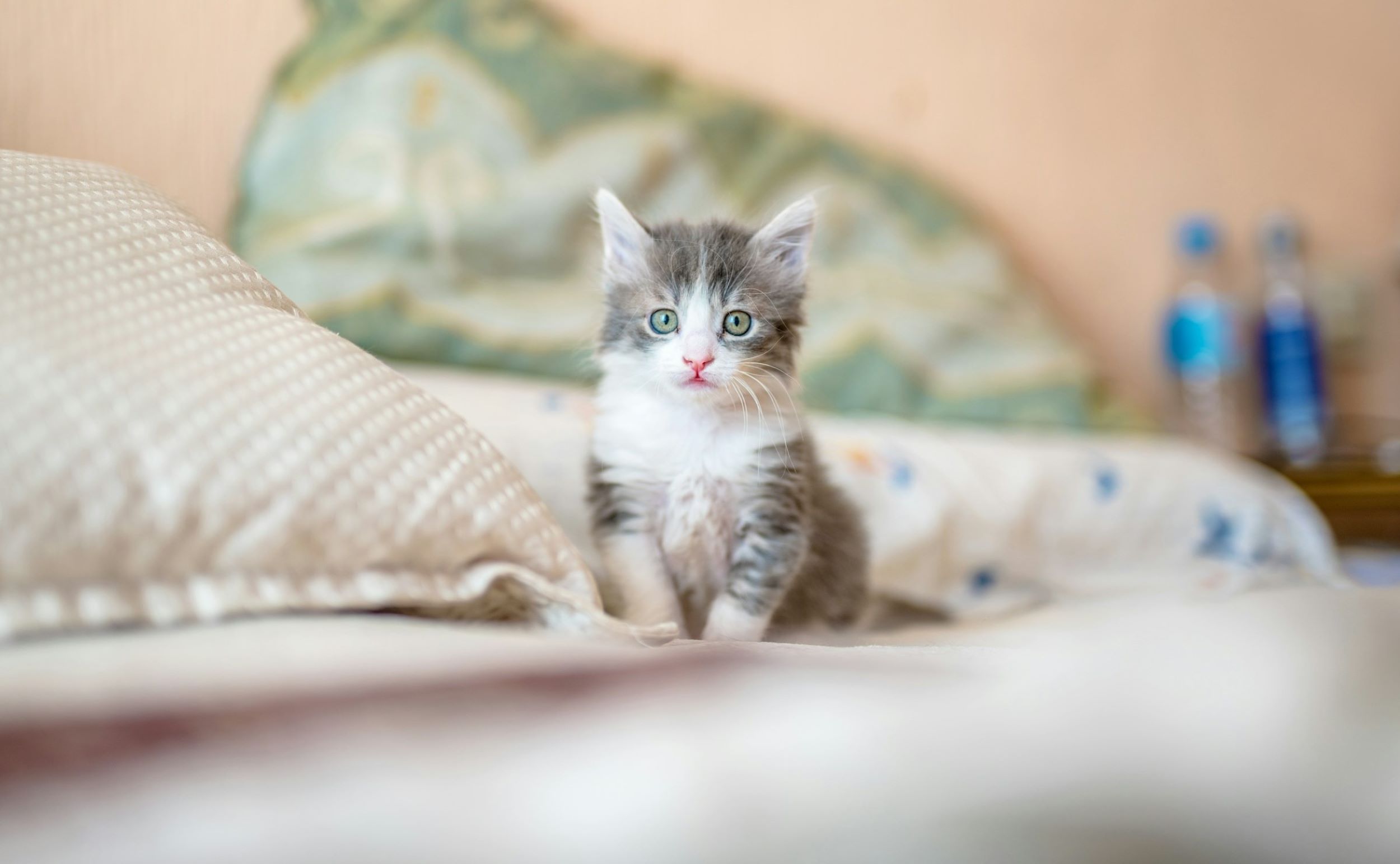 A white kitten with black stripes sits next to a small pillow.