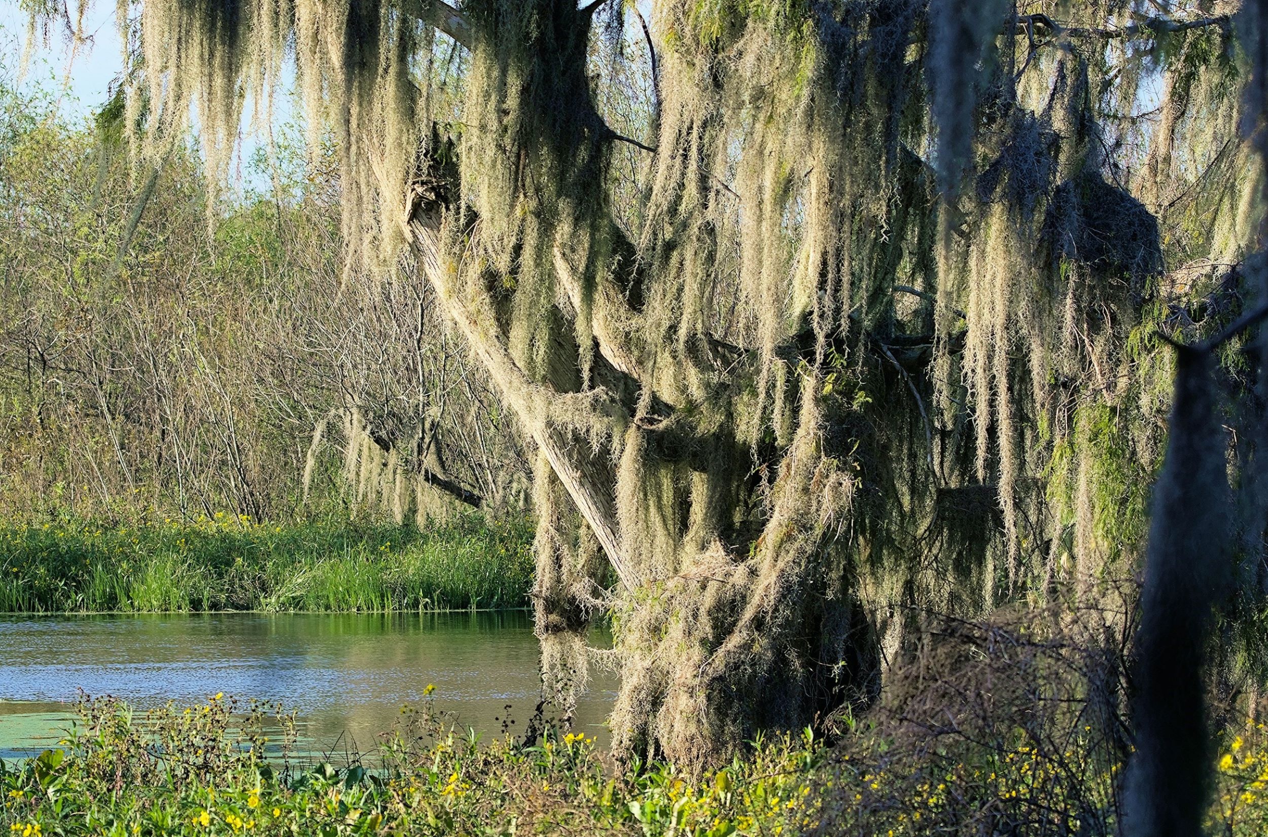 A canopy of trees are nestled near water.