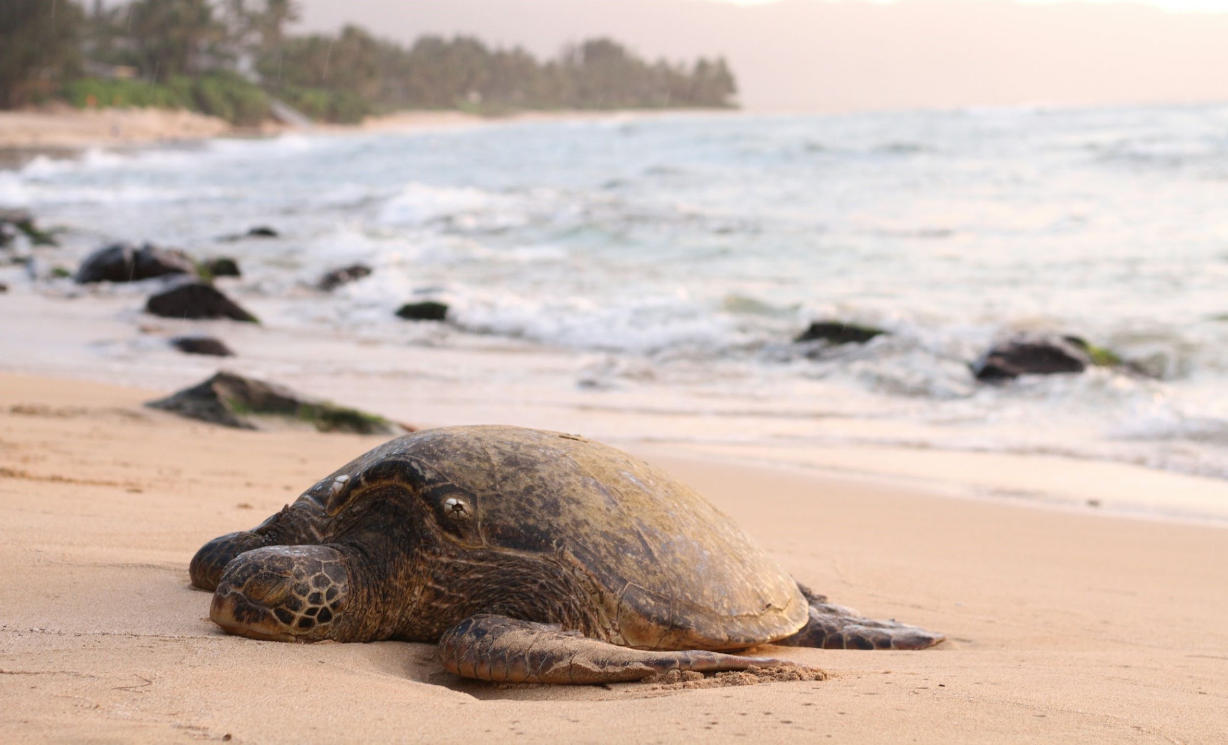 A turtle lays on the shore with its eyes closed.