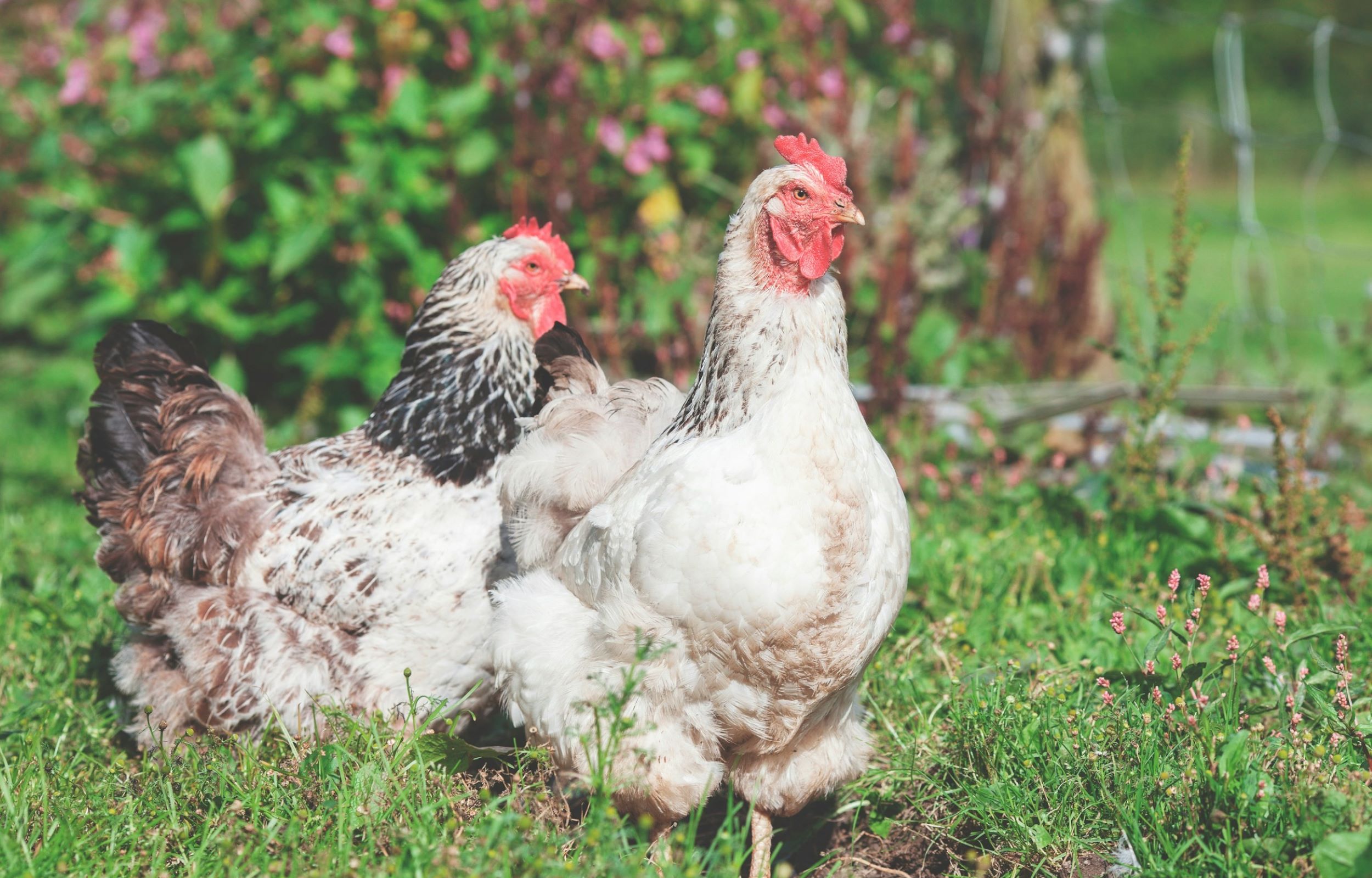 A shallow focus on two white chickens standing in a field.