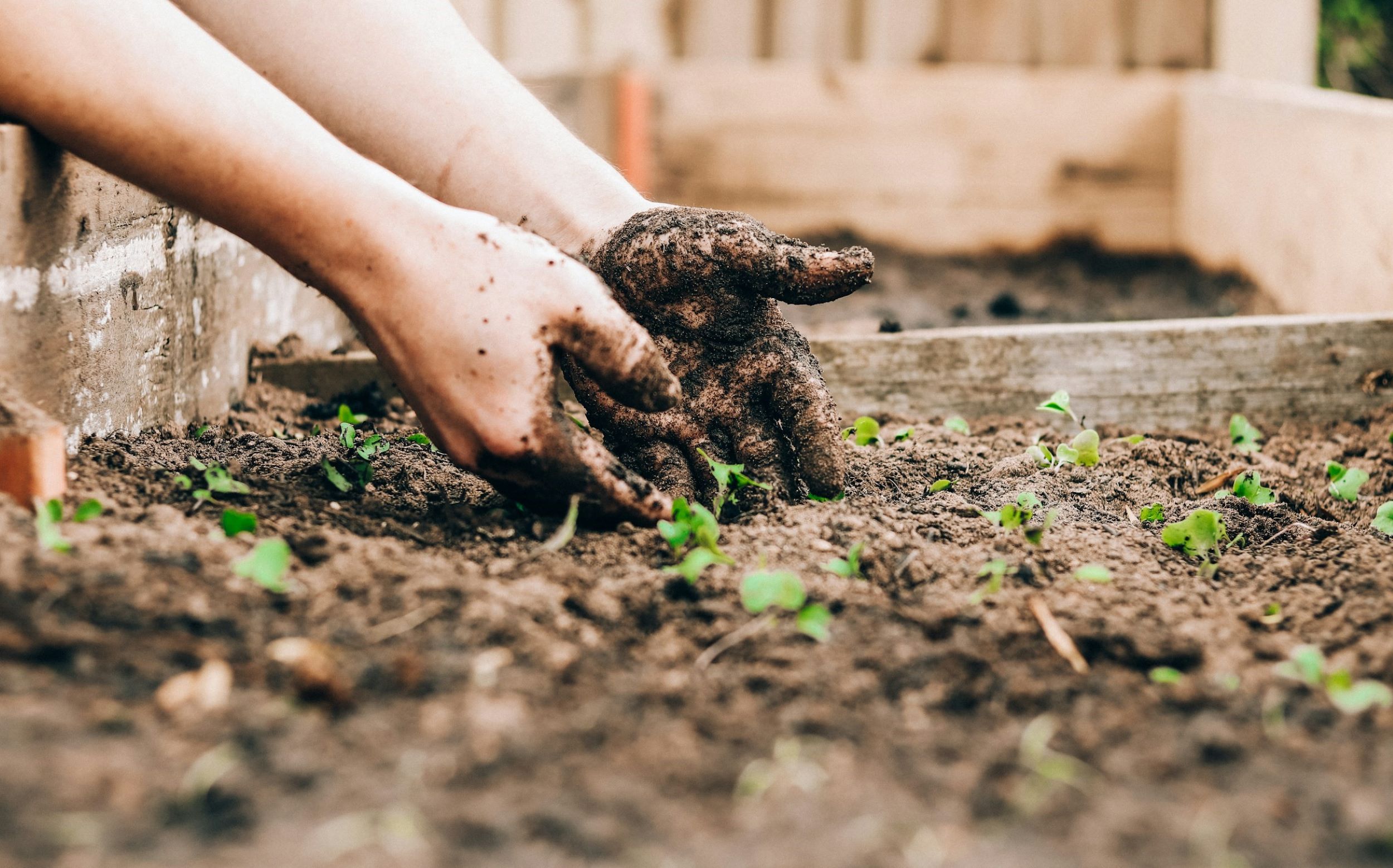 A woman places her hands in a raised bed filled with small plants and soil.