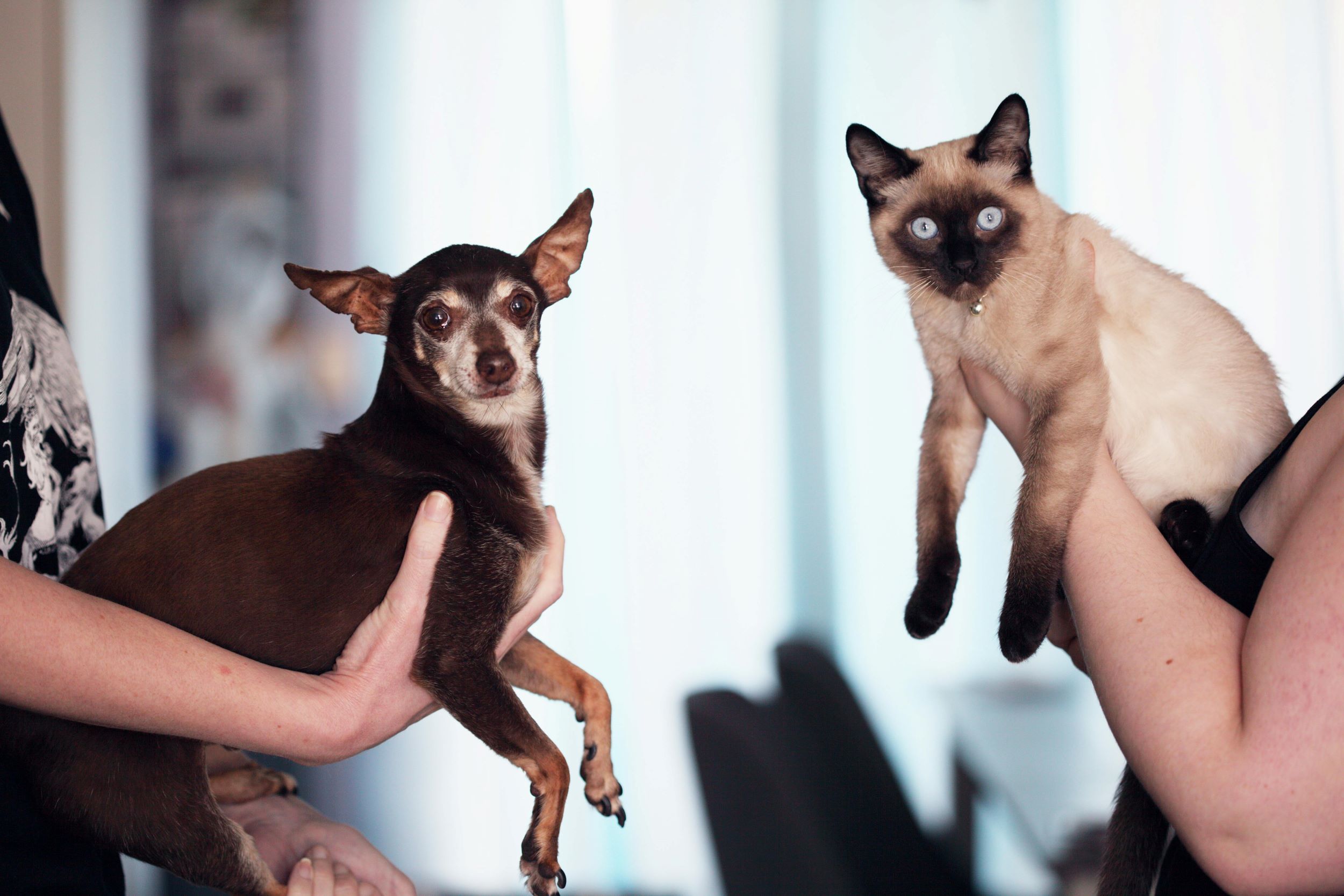 Two women hold a cat and dog in front of a camera.