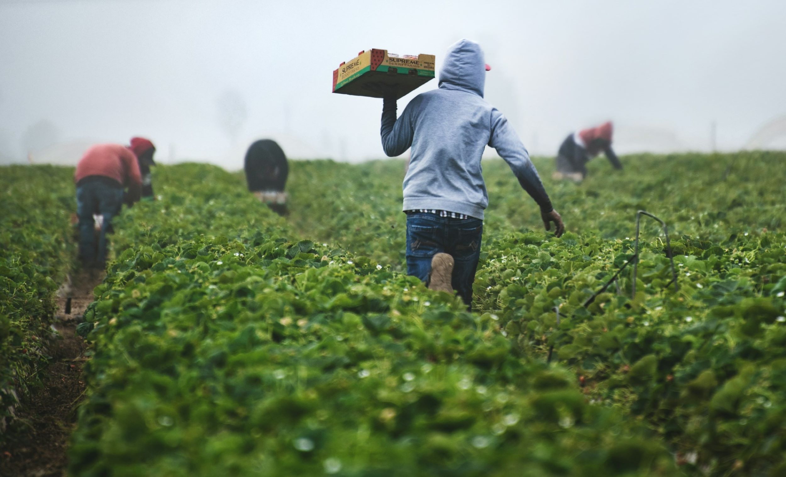 Four farmers work in a field.