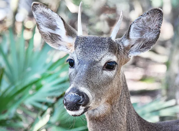 Deer in Florida scrubland