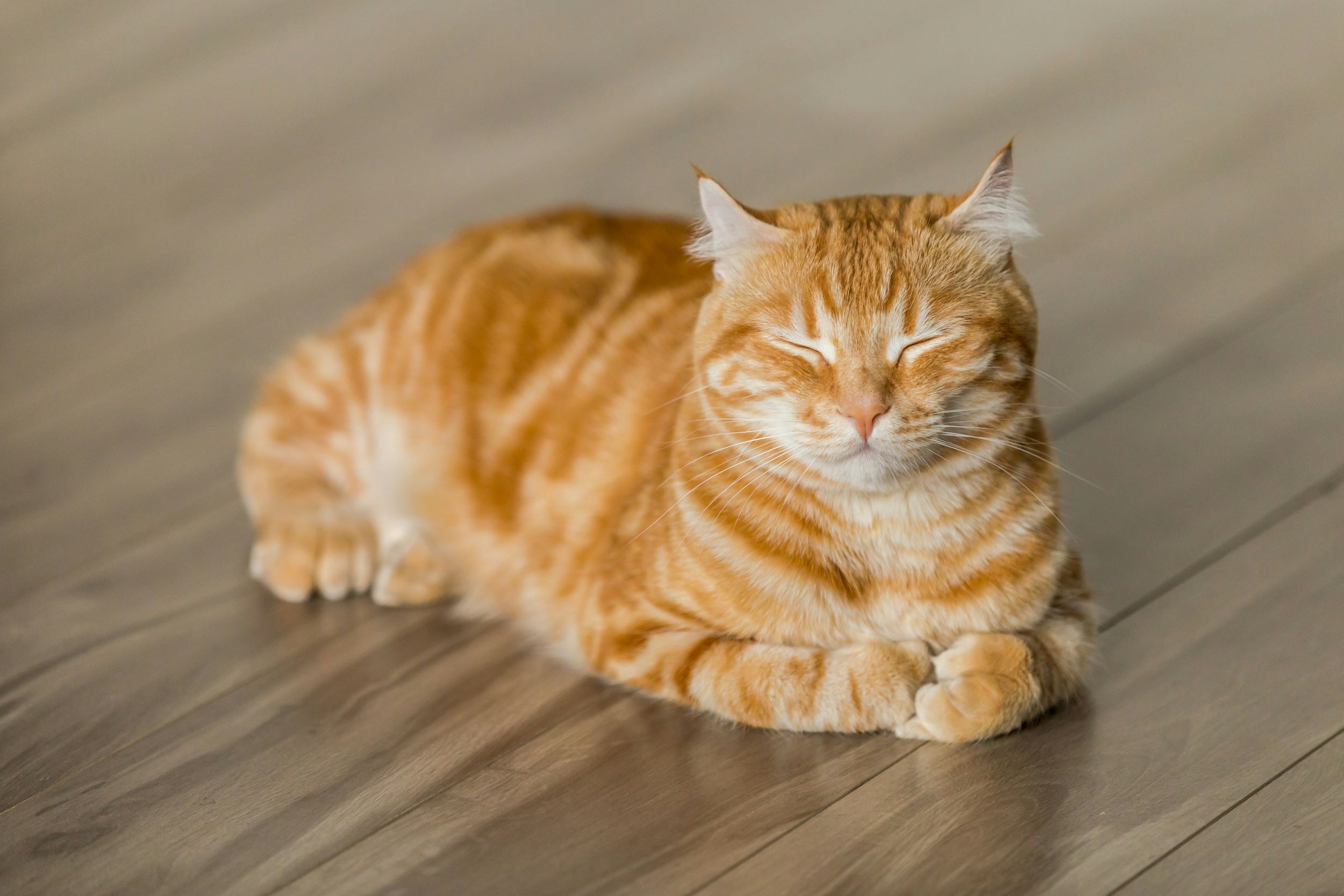 An orange cat sleeps on brown flooring.