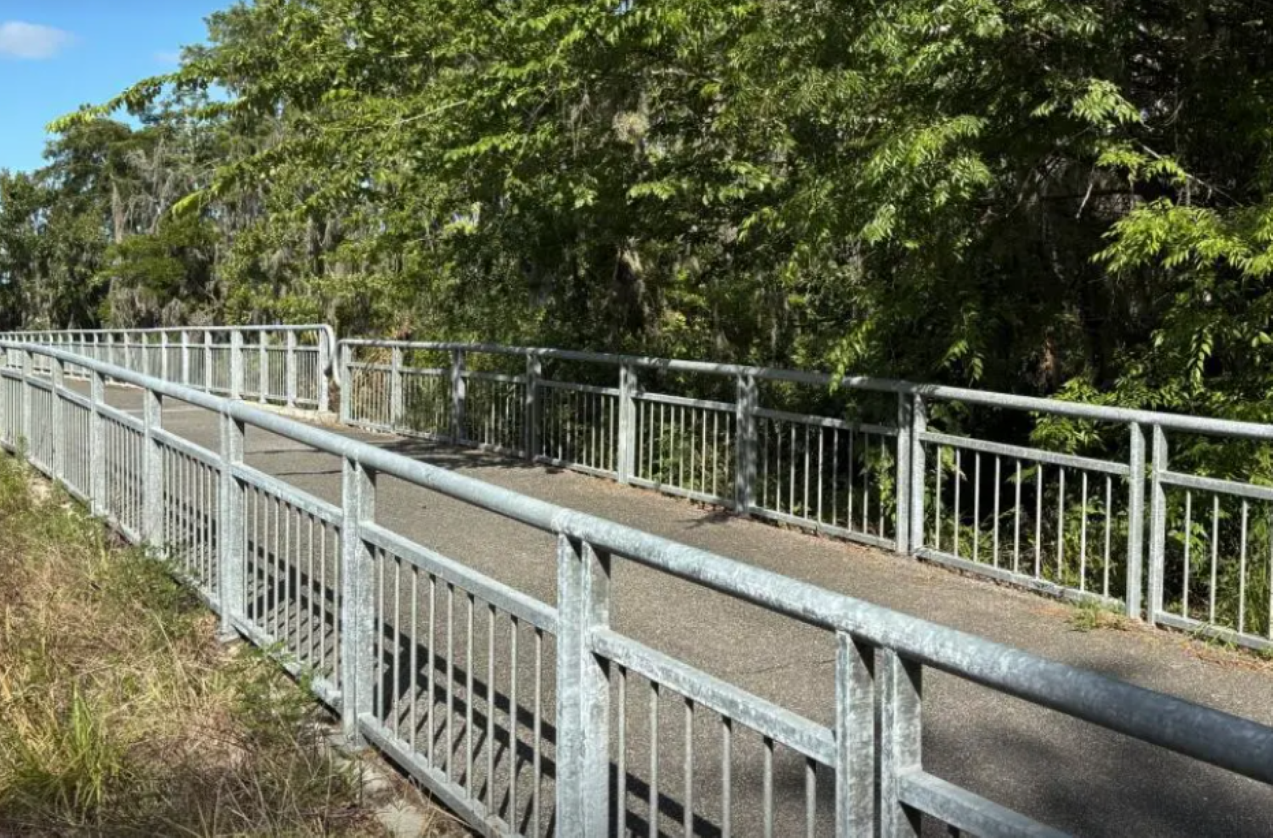 A bridge spans the image, framed by a dense cluster of trees and overhanging branches.
