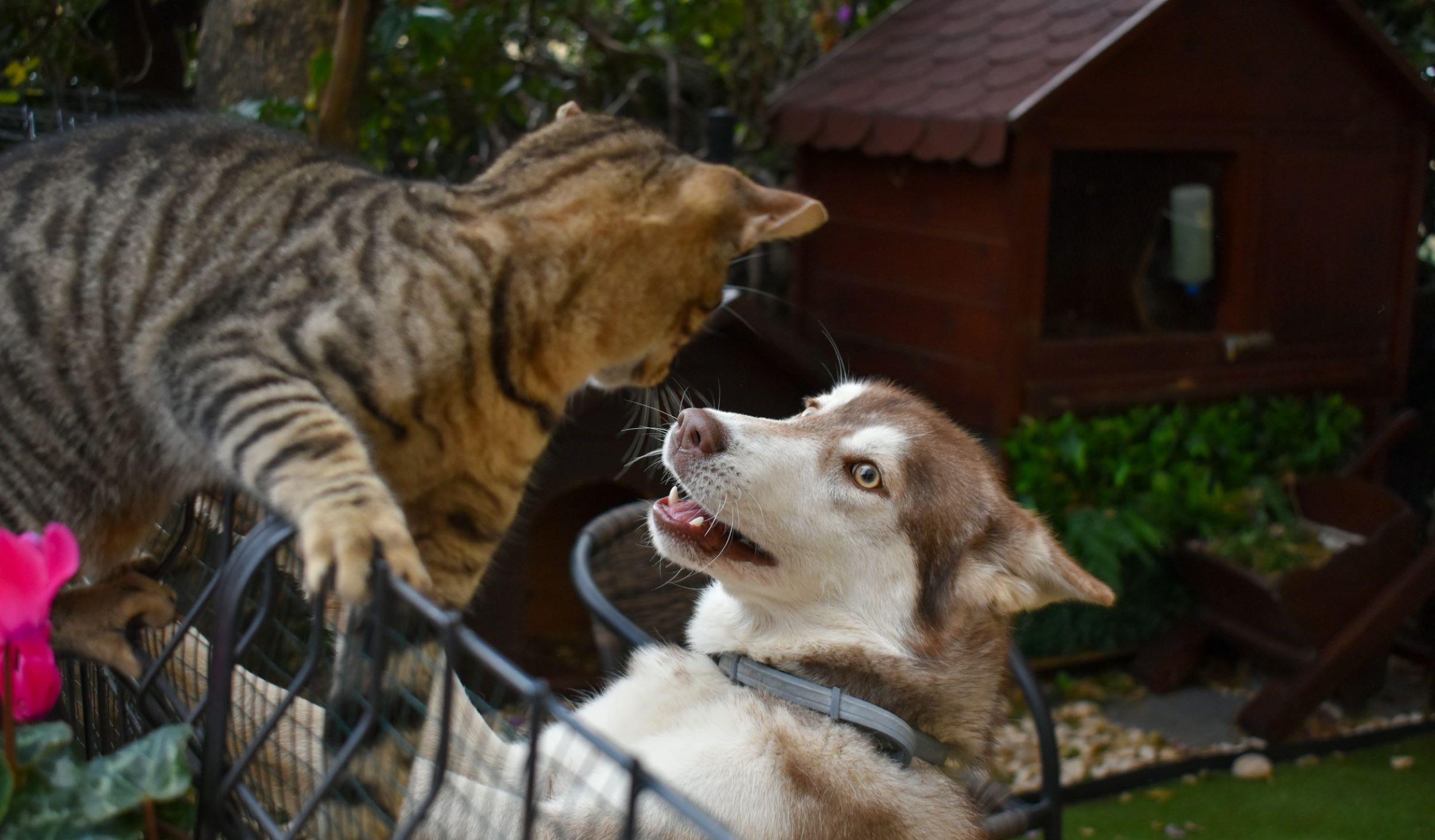 A cat climbs a fence while staring at a dog with light blue eyes.