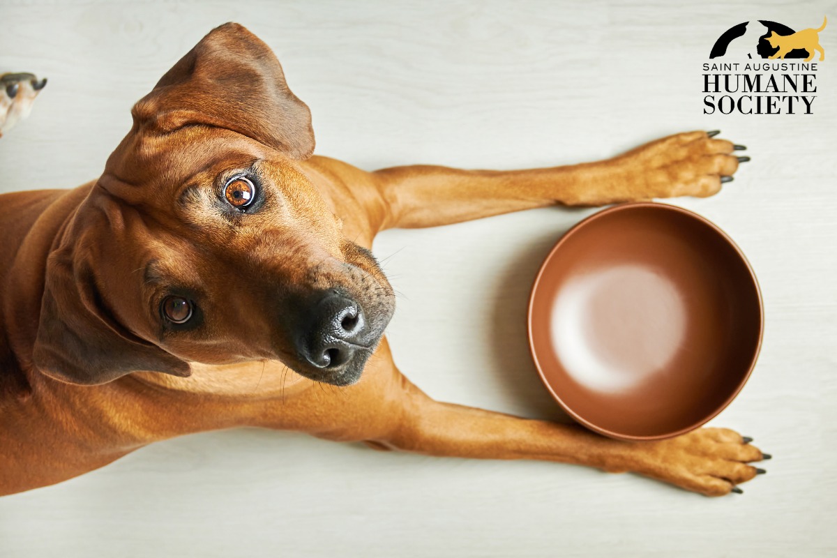 A dog sits before a brown bowl, lifting its head.