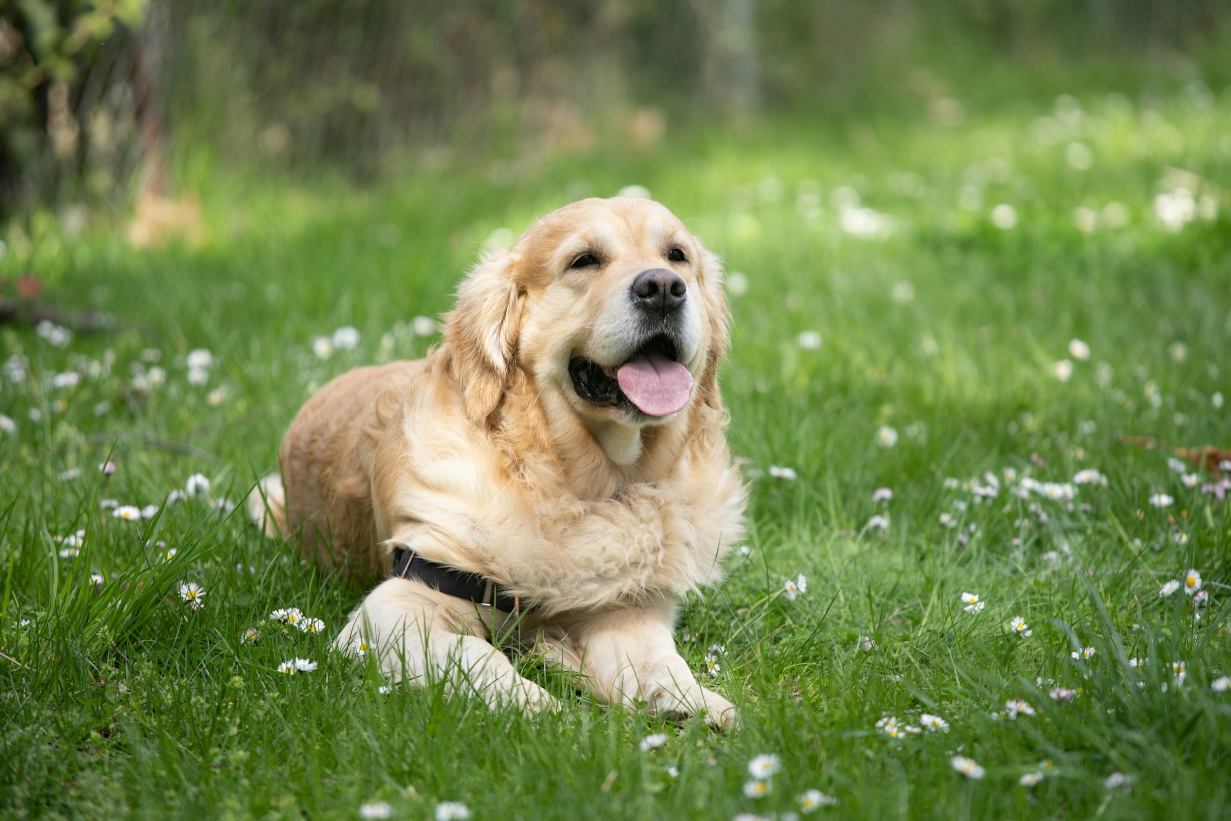 A Golden Retriever lays on green grass and pants.
