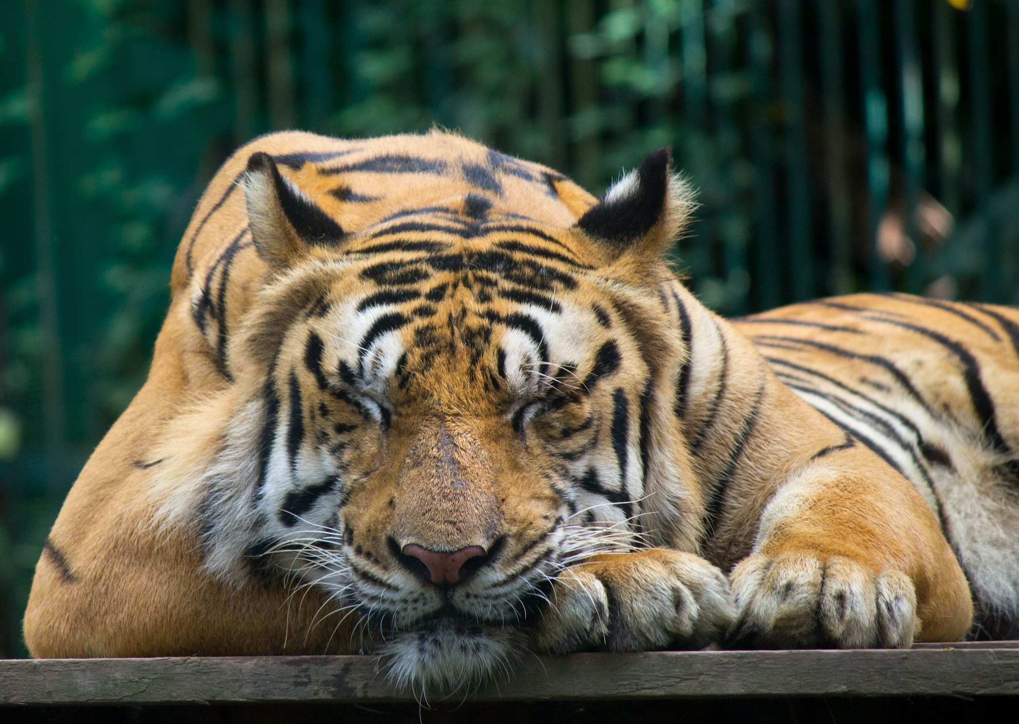 A tiger rests on wooden boards.