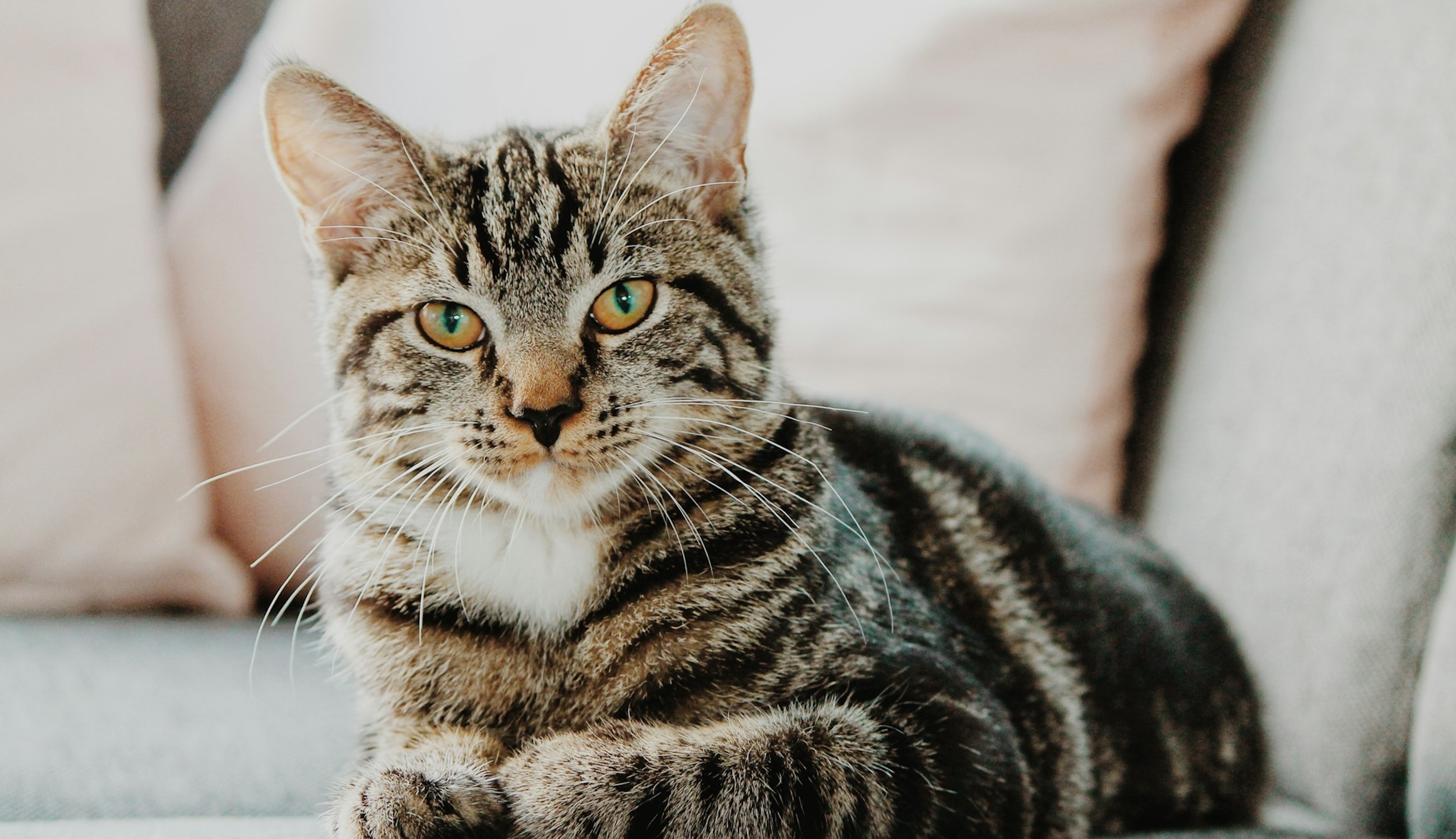 A cat sits on a plush couch with pillows as its backdrop.