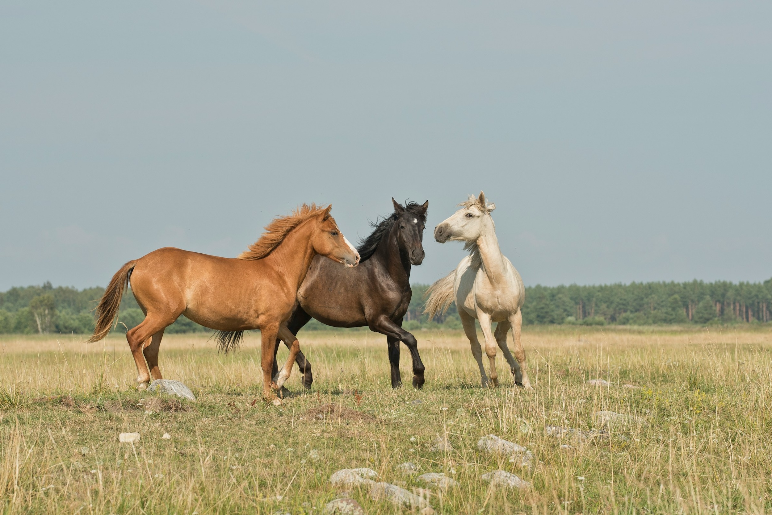 Three horses gallop across the grassy field.