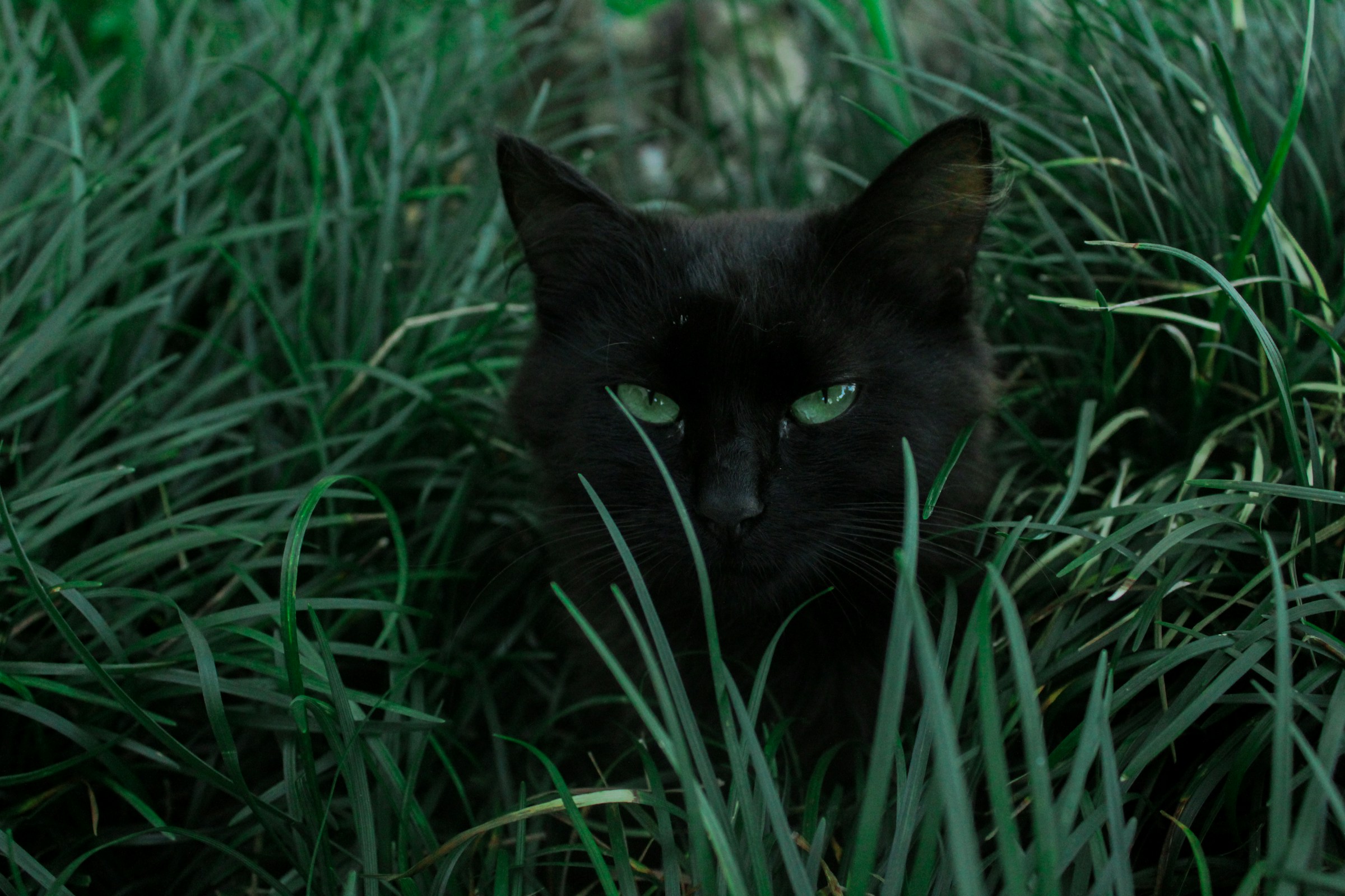 A black cat with striking green eyes rests in the grass.
