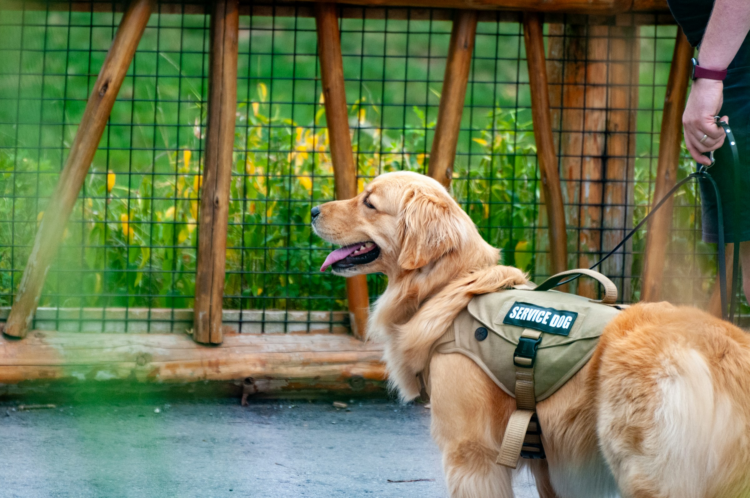 A man walks with his service dog.