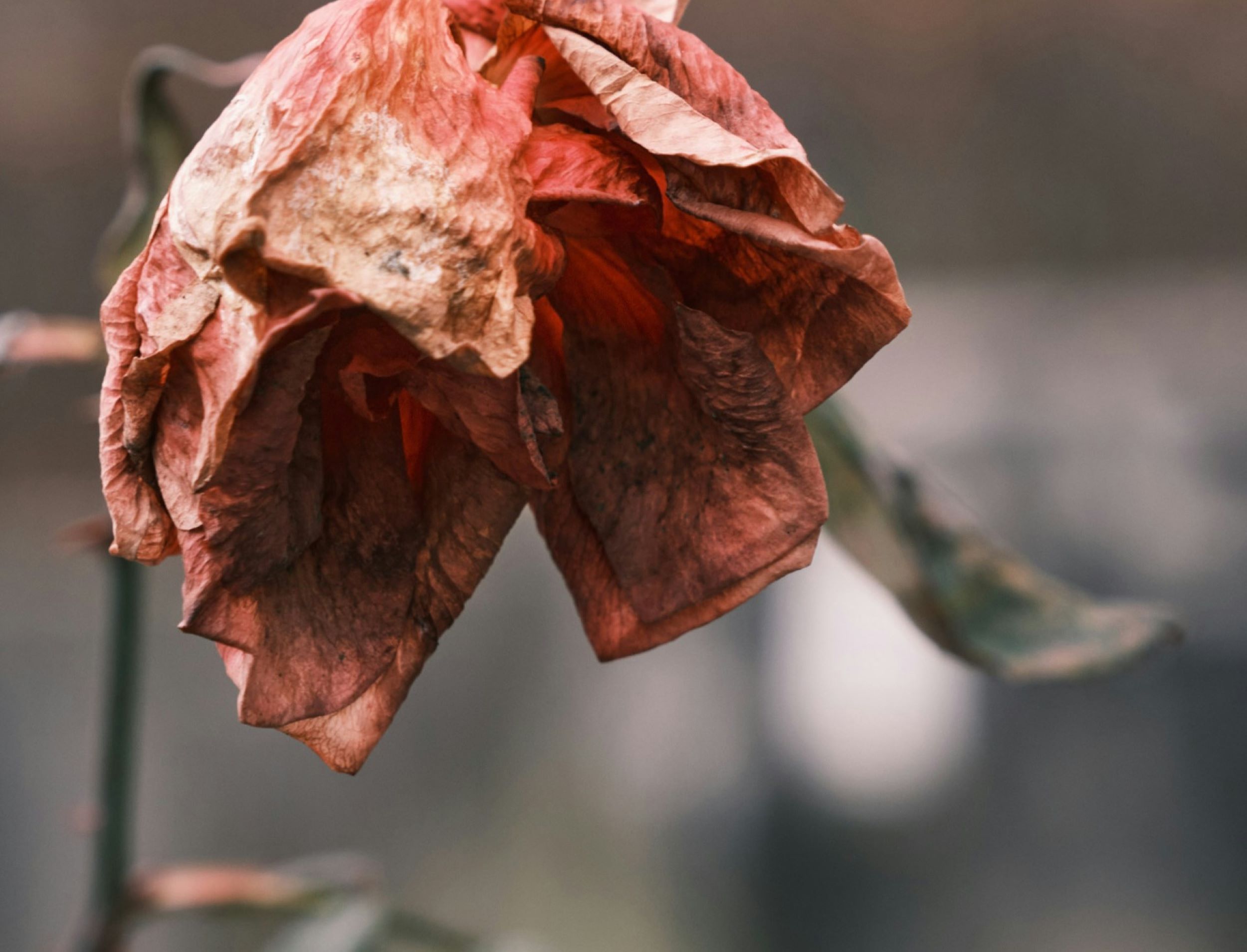 A withered flower sways in the wind. 