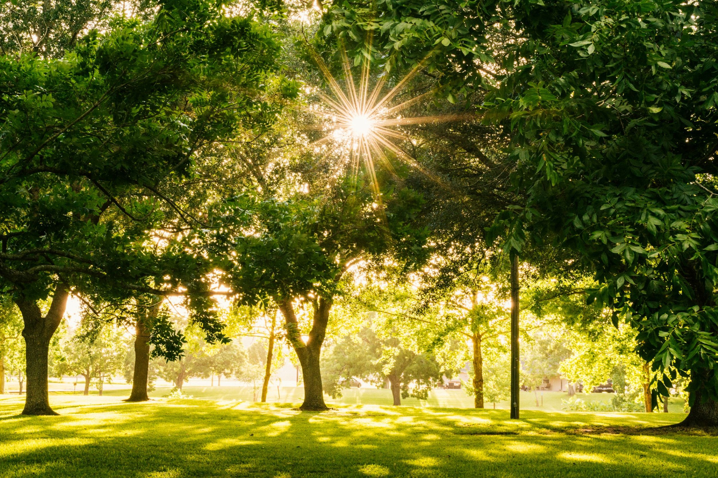 A hint of sunshine shoots through a cluster of trees.